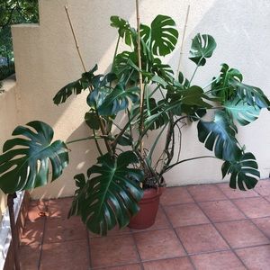 Meet your Posher, Zoe